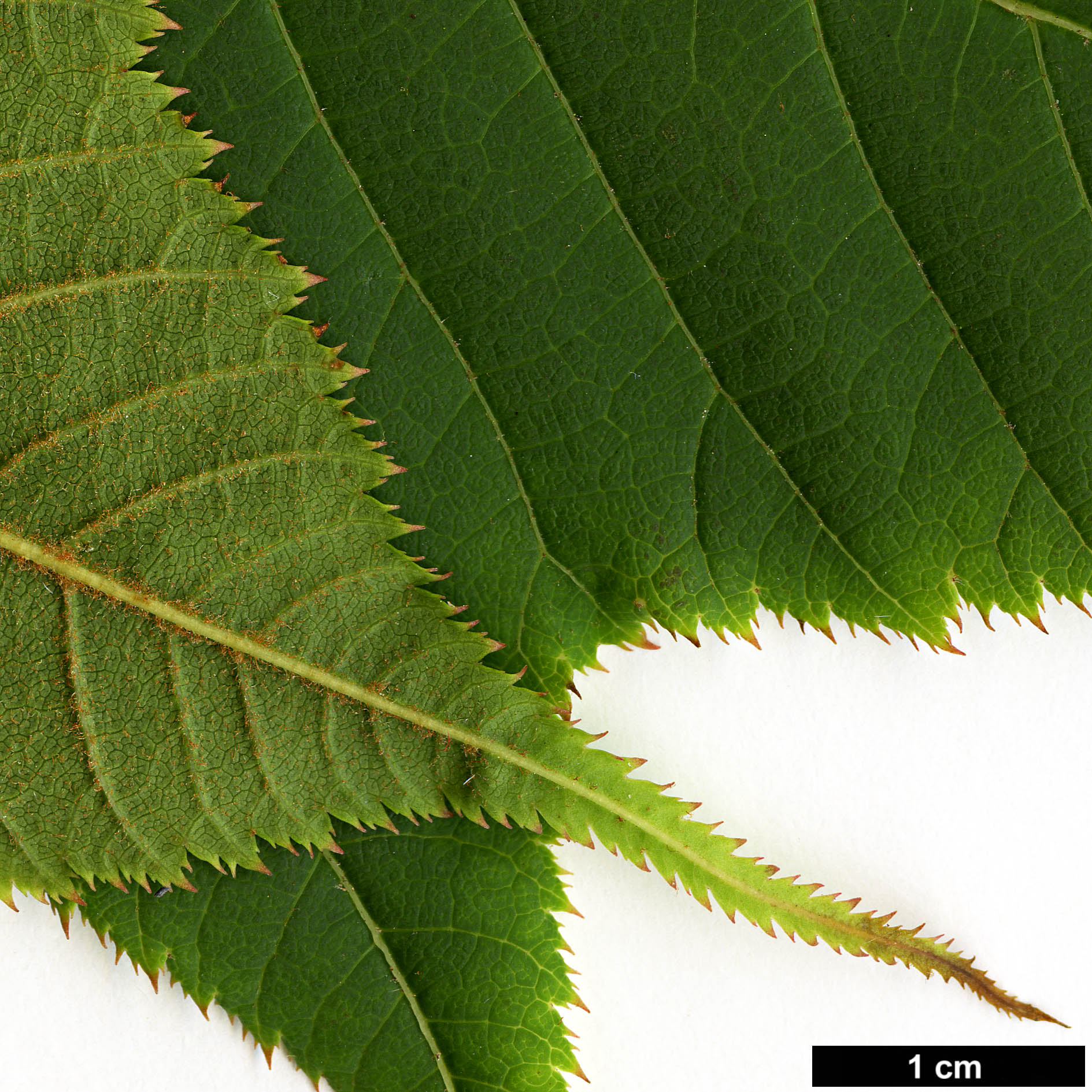 High resolution image: Family: Sapindaceae - Genus: Acer - Taxon: pectinatum - SpeciesSub: subsp. pectinatum